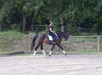 Weitere Warmblüter, Stute, 3 Jahre, 164 cm, Schwarzbrauner