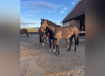 Weitere Warmblüter, Stute, 3 Jahre, 165 cm, Apfelschimmel
