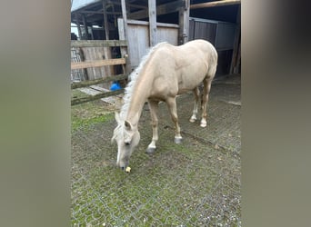 Weitere Warmblüter, Stute, 3 Jahre, 165 cm, Palomino