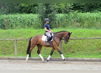 Weitere Warmblüter, Stute, 3 Jahre, 168 cm, Brauner