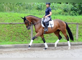 Weitere Warmblüter, Stute, 3 Jahre, 168 cm, Brauner