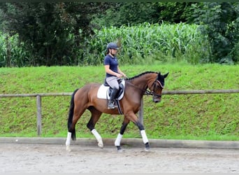 Weitere Warmblüter, Stute, 3 Jahre, 168 cm, Brauner