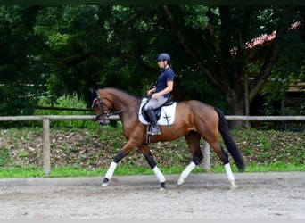Weitere Warmblüter, Stute, 3 Jahre, 168 cm, Brauner