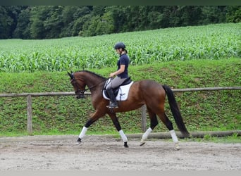 Weitere Warmblüter, Stute, 3 Jahre, 168 cm, Brauner