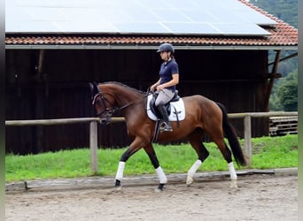 Weitere Warmblüter, Stute, 3 Jahre, 168 cm, Brauner