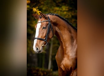 Weitere Warmblüter, Stute, 3 Jahre, 168 cm, Brauner