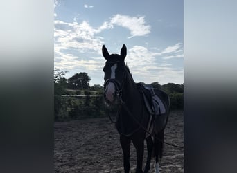 Weitere Warmblüter, Stute, 3 Jahre, 168 cm, Dunkelbrauner