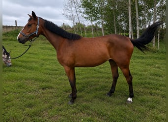 Weitere Warmblüter, Stute, 3 Jahre, 168 cm, Rotbrauner