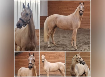 Weitere Warmblüter, Stute, 3 Jahre, Palomino