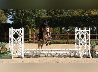 Weitere Warmblüter, Stute, 4 Jahre, 126 cm, Buckskin