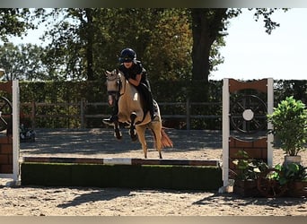 Weitere Warmblüter, Stute, 4 Jahre, 126 cm, Buckskin