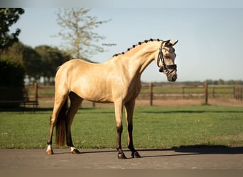 Weitere Warmblüter, Stute, 4 Jahre, 126 cm, Buckskin