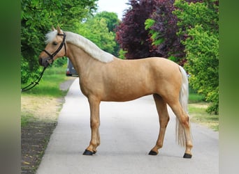 Weitere Warmblüter, Stute, 4 Jahre, 145 cm, Palomino