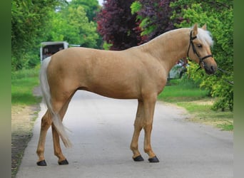 Weitere Warmblüter, Stute, 4 Jahre, 145 cm, Palomino