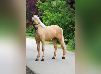 Weitere Warmblüter, Stute, 4 Jahre, 145 cm, Palomino