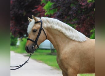 Weitere Warmblüter, Stute, 4 Jahre, 145 cm, Palomino