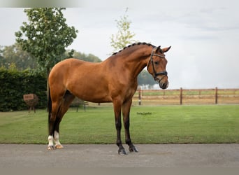 Weitere Warmblüter, Stute, 4 Jahre, 147 cm, Brauner