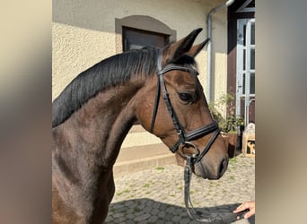 Weitere Warmblüter, Stute, 4 Jahre, 147 cm, Dunkelbrauner