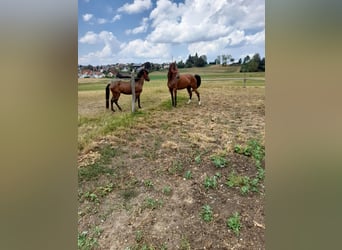 Weitere Warmblüter Mix, Stute, 4 Jahre, 152 cm, Brauner