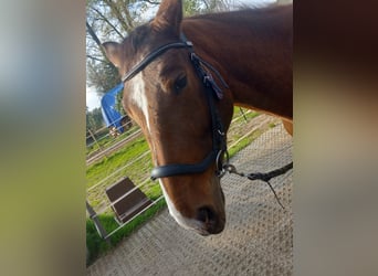 Weitere Warmblüter, Stute, 4 Jahre, 152 cm, Schecke