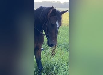 Weitere Warmblüter, Stute, 4 Jahre, 155 cm, Dunkelbrauner