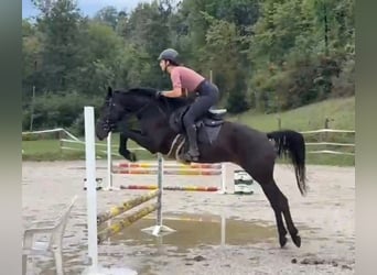 Weitere Warmblüter, Stute, 4 Jahre, 155 cm, Rappe