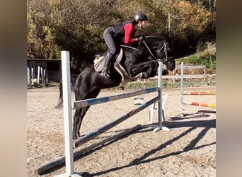 Weitere Warmblüter, Stute, 4 Jahre, 155 cm, Rappe