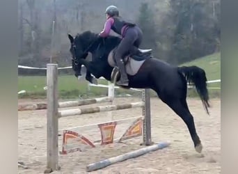 Weitere Warmblüter, Stute, 4 Jahre, 155 cm, Rappe