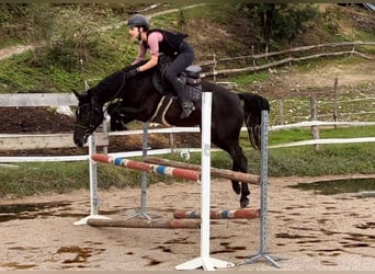 Weitere Warmblüter, Stute, 4 Jahre, 155 cm, Rappe