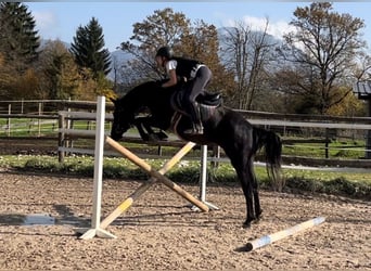 Weitere Warmblüter, Stute, 4 Jahre, 155 cm, Rappe