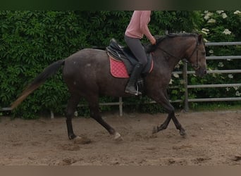 Weitere Warmblüter, Stute, 4 Jahre, 155 cm, Rappschimmel