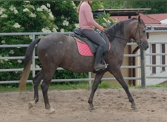 Weitere Warmblüter, Stute, 4 Jahre, 155 cm, Rappschimmel