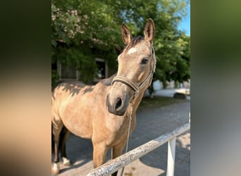 Weitere Warmblüter Mix, Stute, 4 Jahre, 156 cm, Buckskin