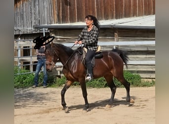 Weitere Warmblüter, Stute, 4 Jahre, 156 cm, Dunkelbrauner