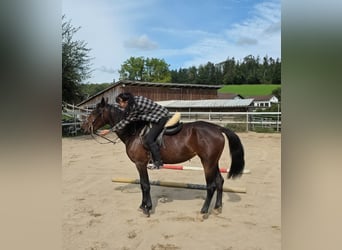 Weitere Warmblüter, Stute, 4 Jahre, 156 cm, Dunkelbrauner