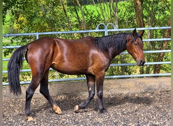 Weitere Warmblüter, Stute, 4 Jahre, 156 cm, Dunkelbrauner