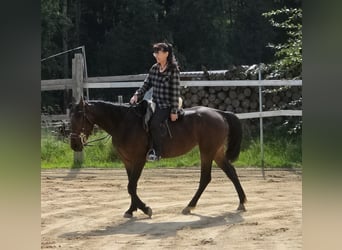 Weitere Warmblüter, Stute, 4 Jahre, 156 cm, Dunkelbrauner