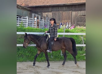 Weitere Warmblüter, Stute, 4 Jahre, 156 cm, Dunkelbrauner