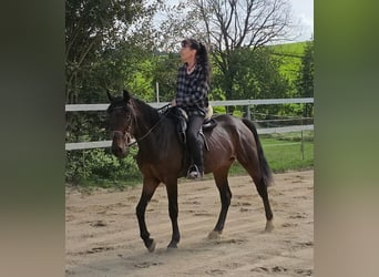 Weitere Warmblüter, Stute, 4 Jahre, 156 cm, Dunkelbrauner