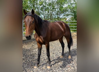 Weitere Warmblüter, Stute, 4 Jahre, 156 cm, Dunkelbrauner