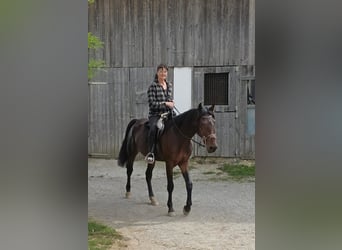 Weitere Warmblüter, Stute, 4 Jahre, 156 cm, Dunkelbrauner