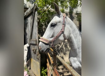 Weitere Warmblüter Mix, Stute, 4 Jahre, 156 cm