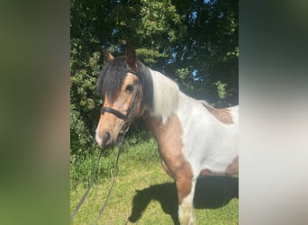 Weitere Warmblüter, Stute, 4 Jahre, 156 cm, Schecke