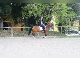 Weitere Warmblüter, Stute, 4 Jahre, 158 cm