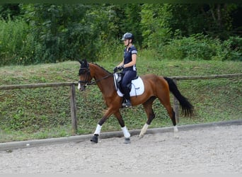 Weitere Warmblüter, Stute, 4 Jahre, 158 cm