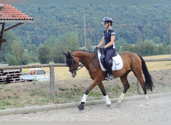 Weitere Warmblüter, Stute, 4 Jahre, 158 cm