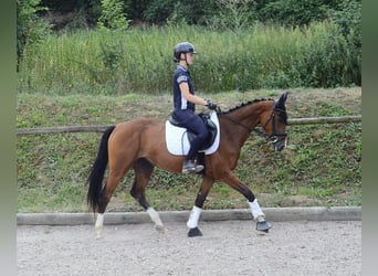 Weitere Warmblüter, Stute, 4 Jahre, 158 cm