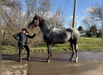 Weitere Warmblüter, Stute, 4 Jahre, 160 cm, Blauschimmel