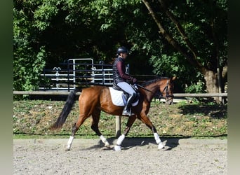 Weitere Warmblüter, Stute, 4 Jahre, 160 cm