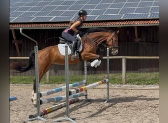 Weitere Warmblüter, Stute, 4 Jahre, 160 cm